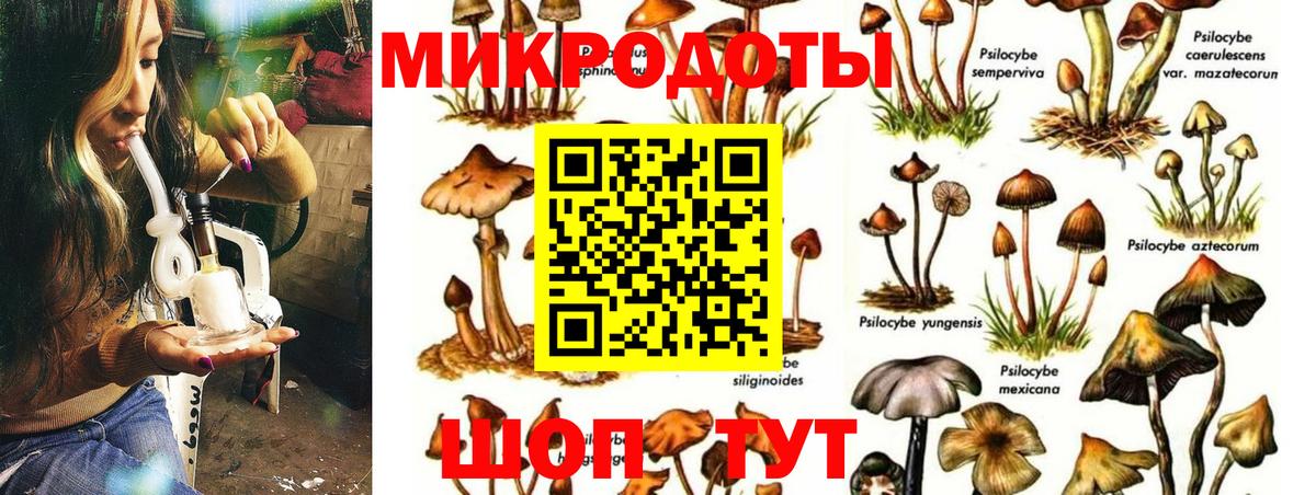 Псилоцибиновые грибы Psilocybe Тобольск
